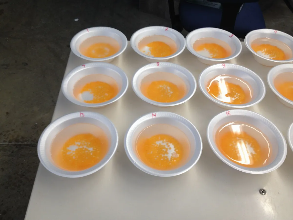 Gila trout eggs (17244373081)
