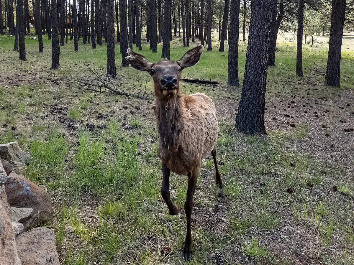 USA - New Mexico - Angel Fire - 52980011675