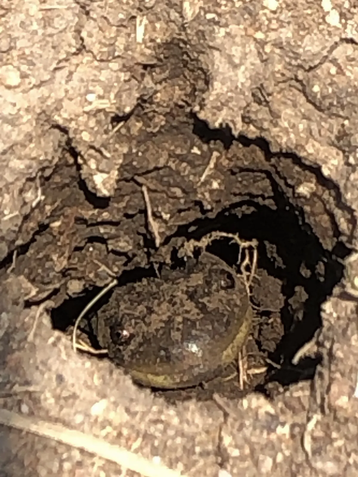 Ambystoma mavortium 143230337