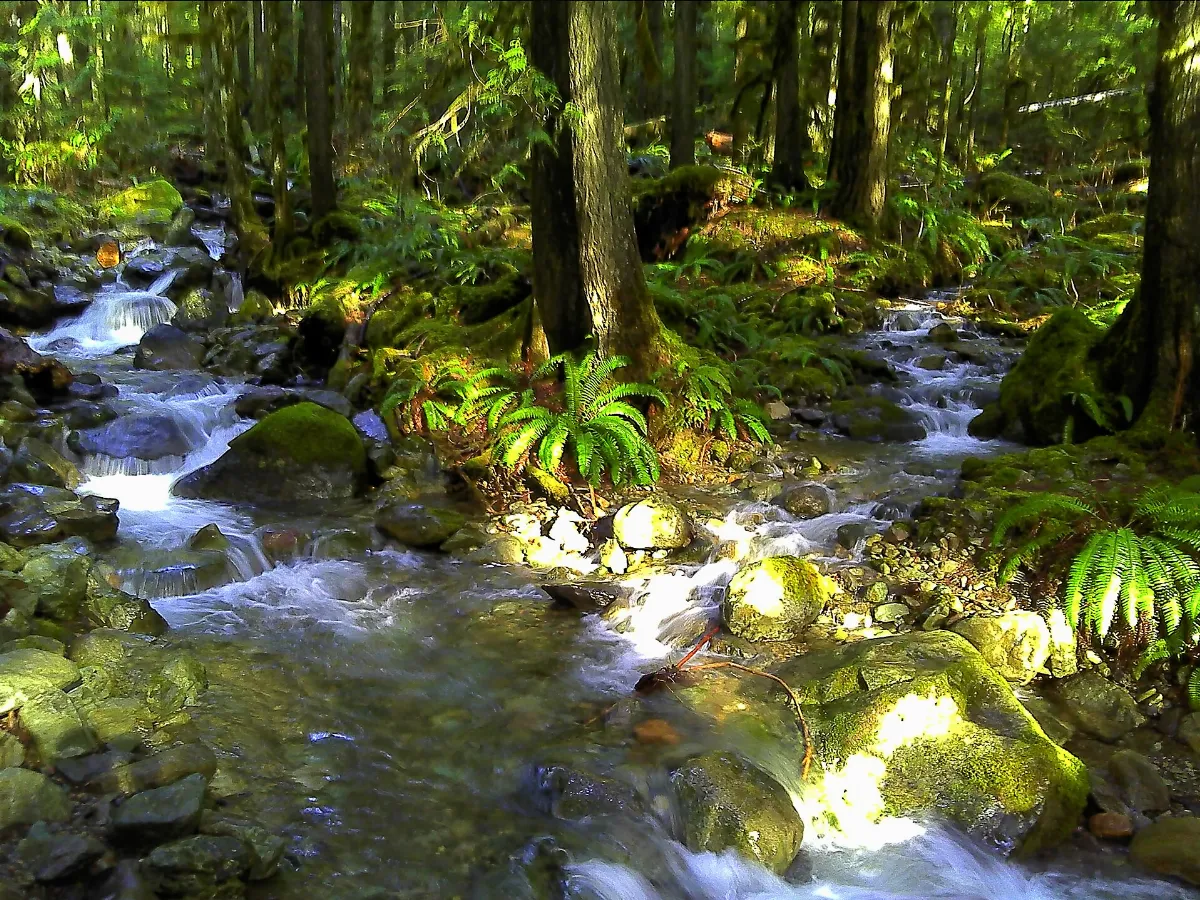 Meandering river in the woods meets another