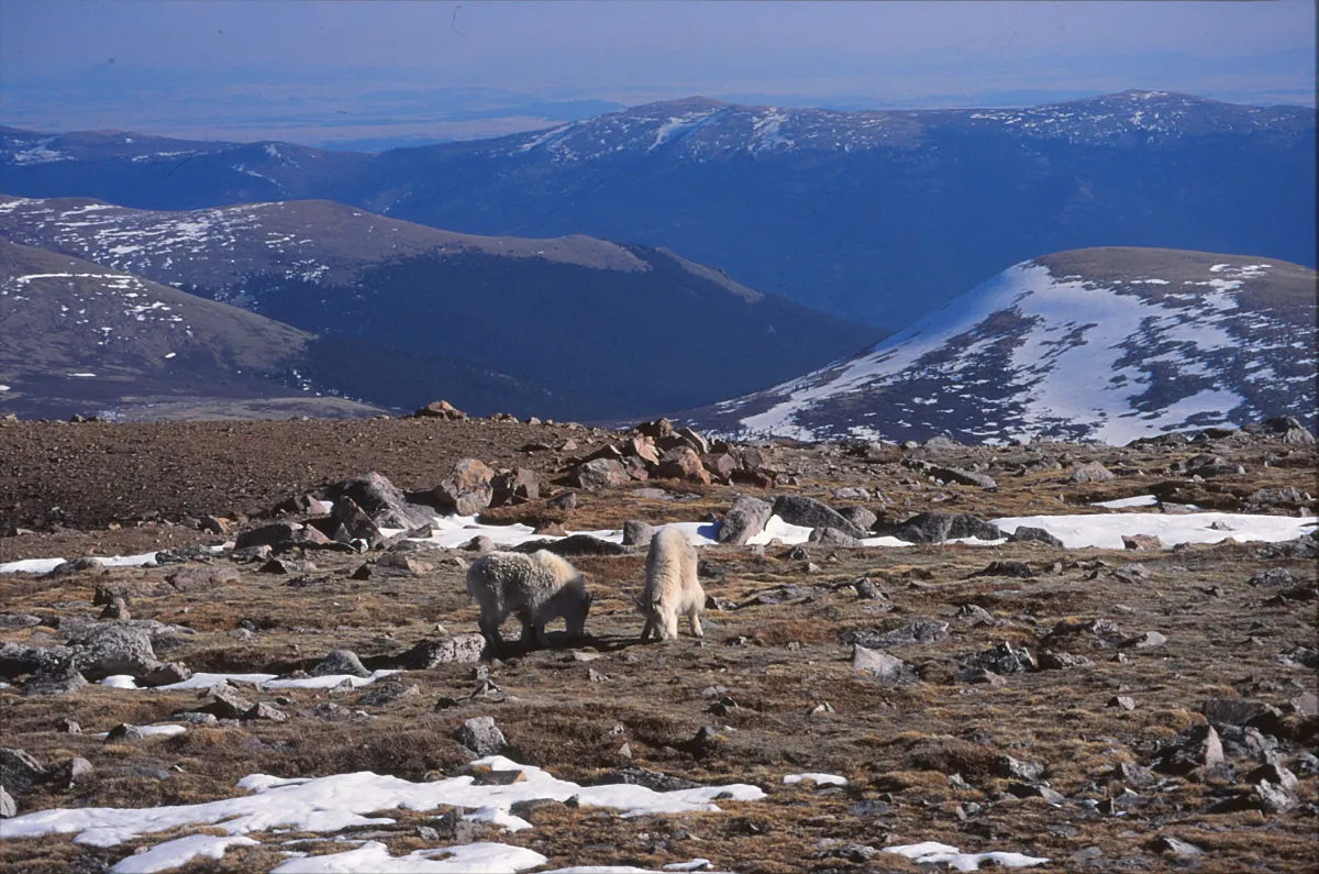 MountEvans 0035