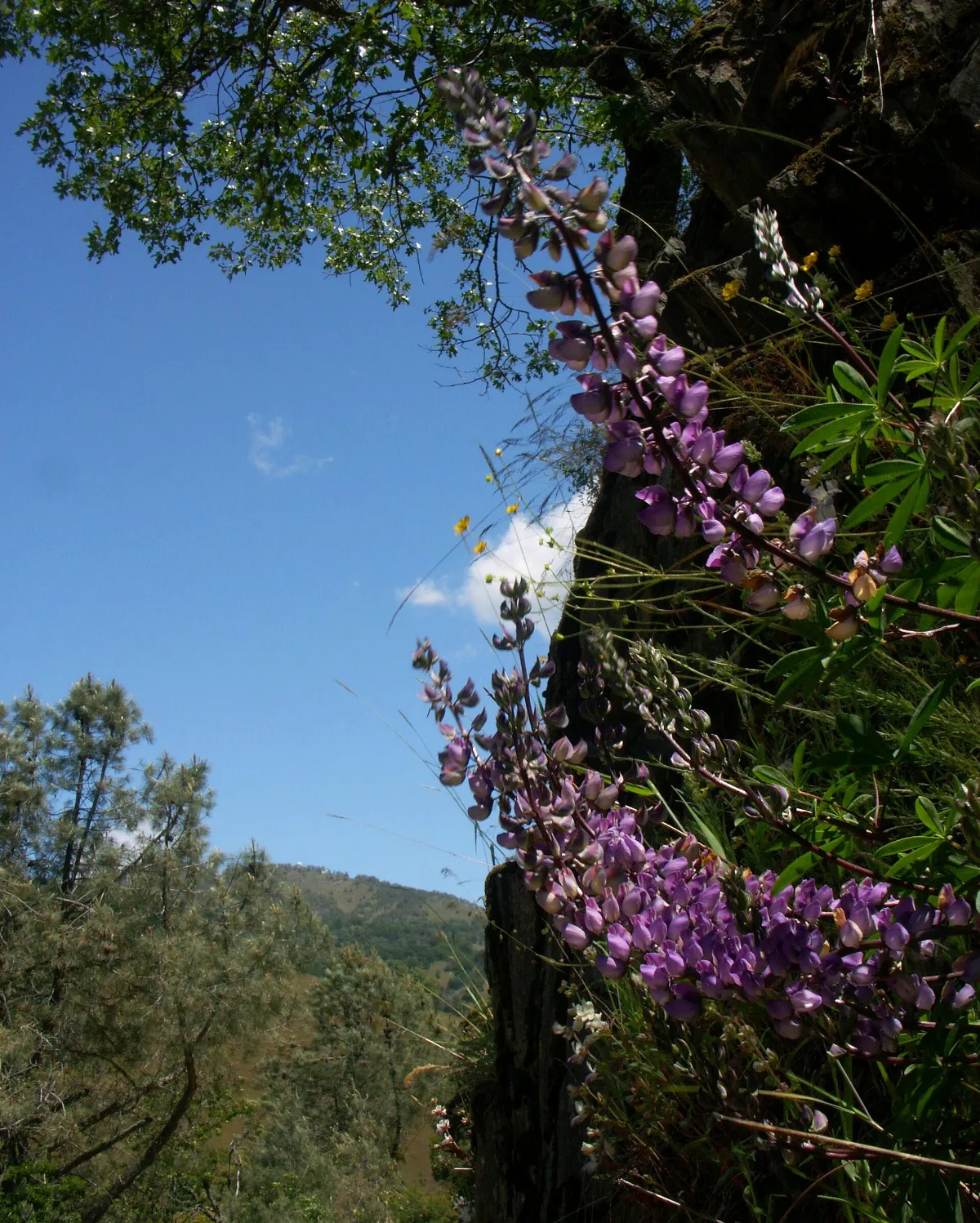 Lupens near Mt Hamilton - panoramio
