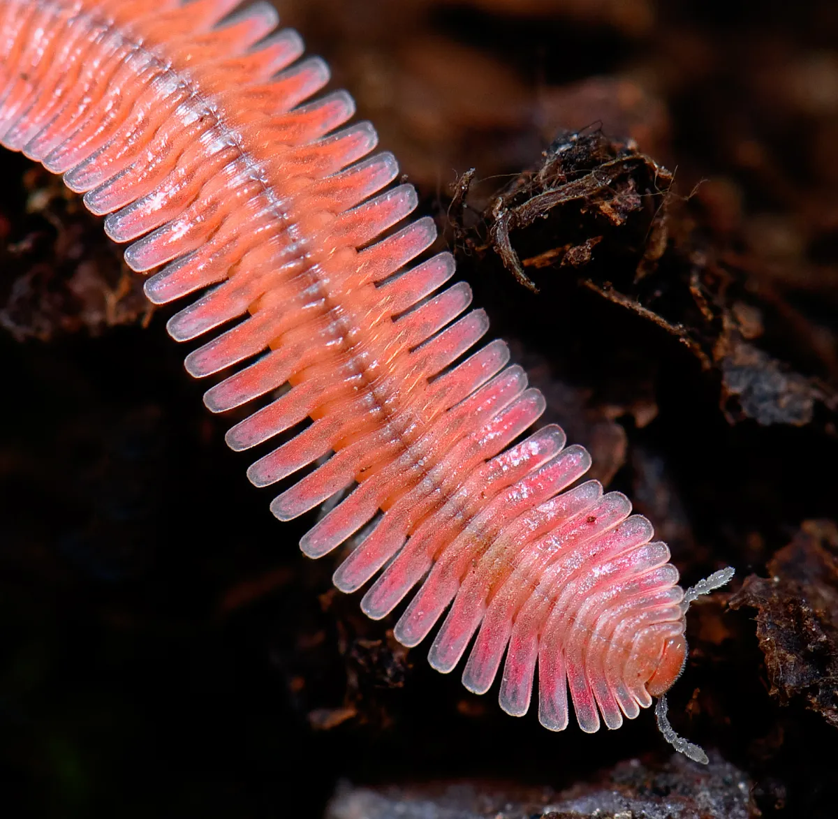 Brachycybe lecontii (Platydesmida) millipede (3680001399)