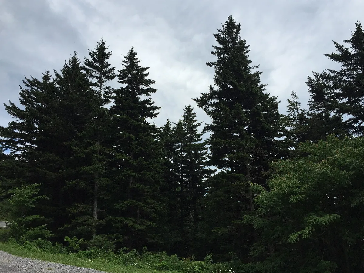2016-07-25 16 09 50 Red Spruce trees along North Carolina Highway 128 south of Mount Mitchell in the Pisgah National Forest, North Carolina