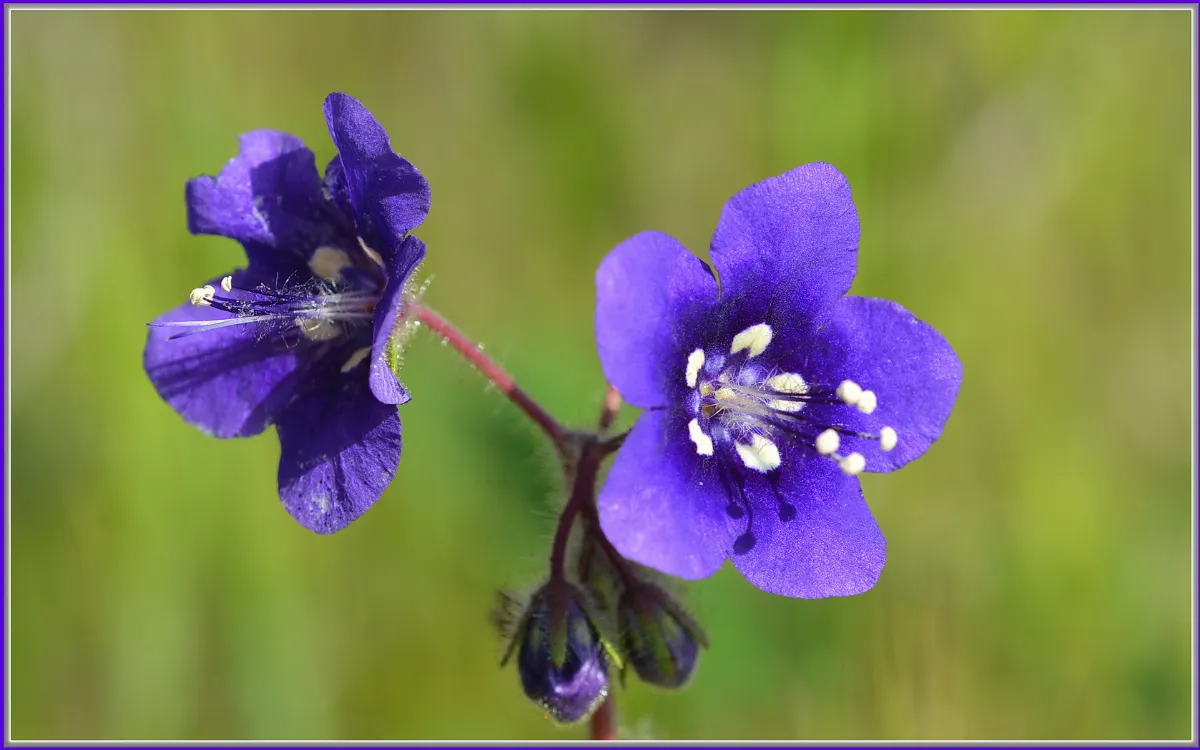 Desert Bluebells
