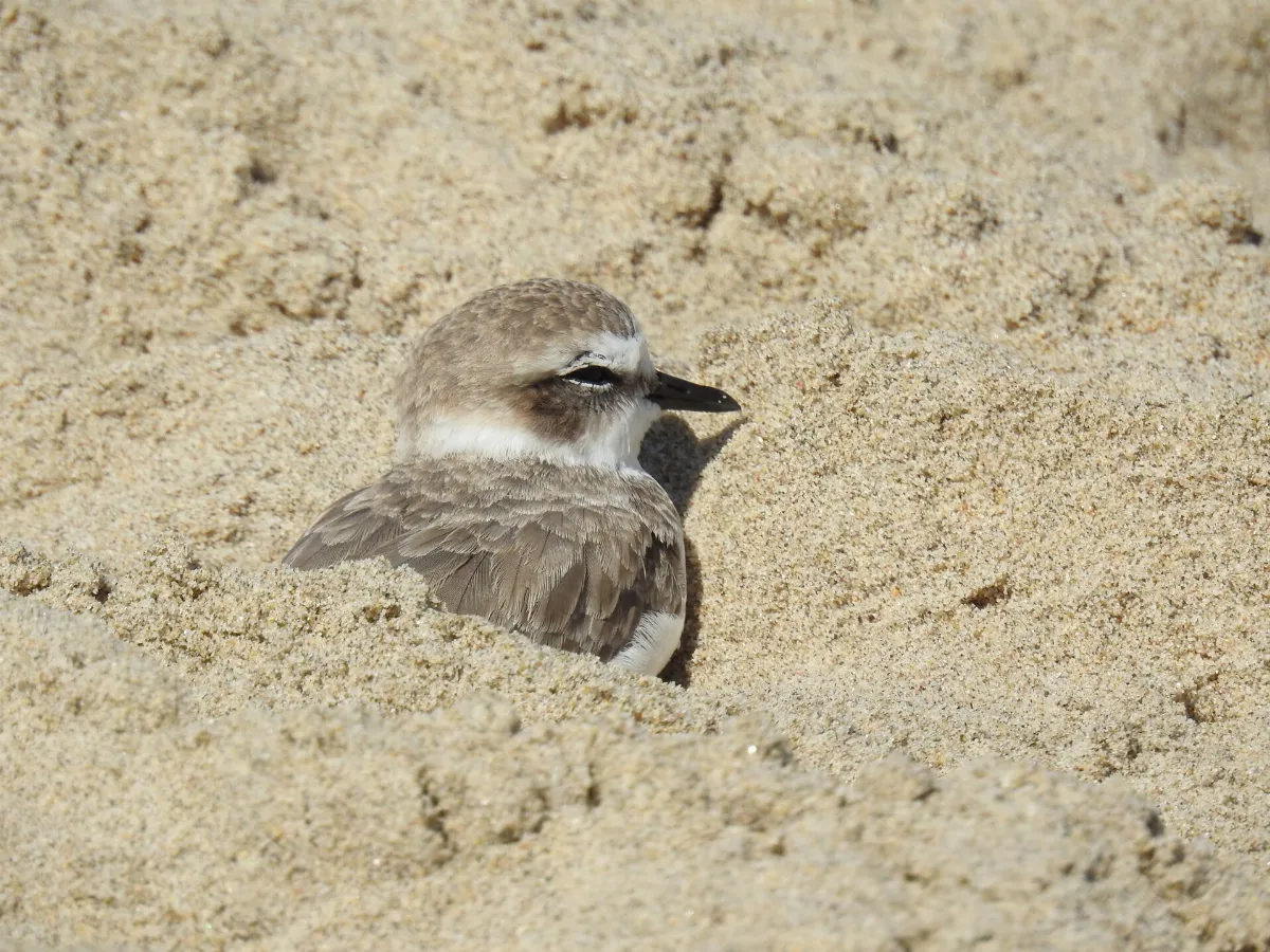 INaturalist Charadrius nivosus 1