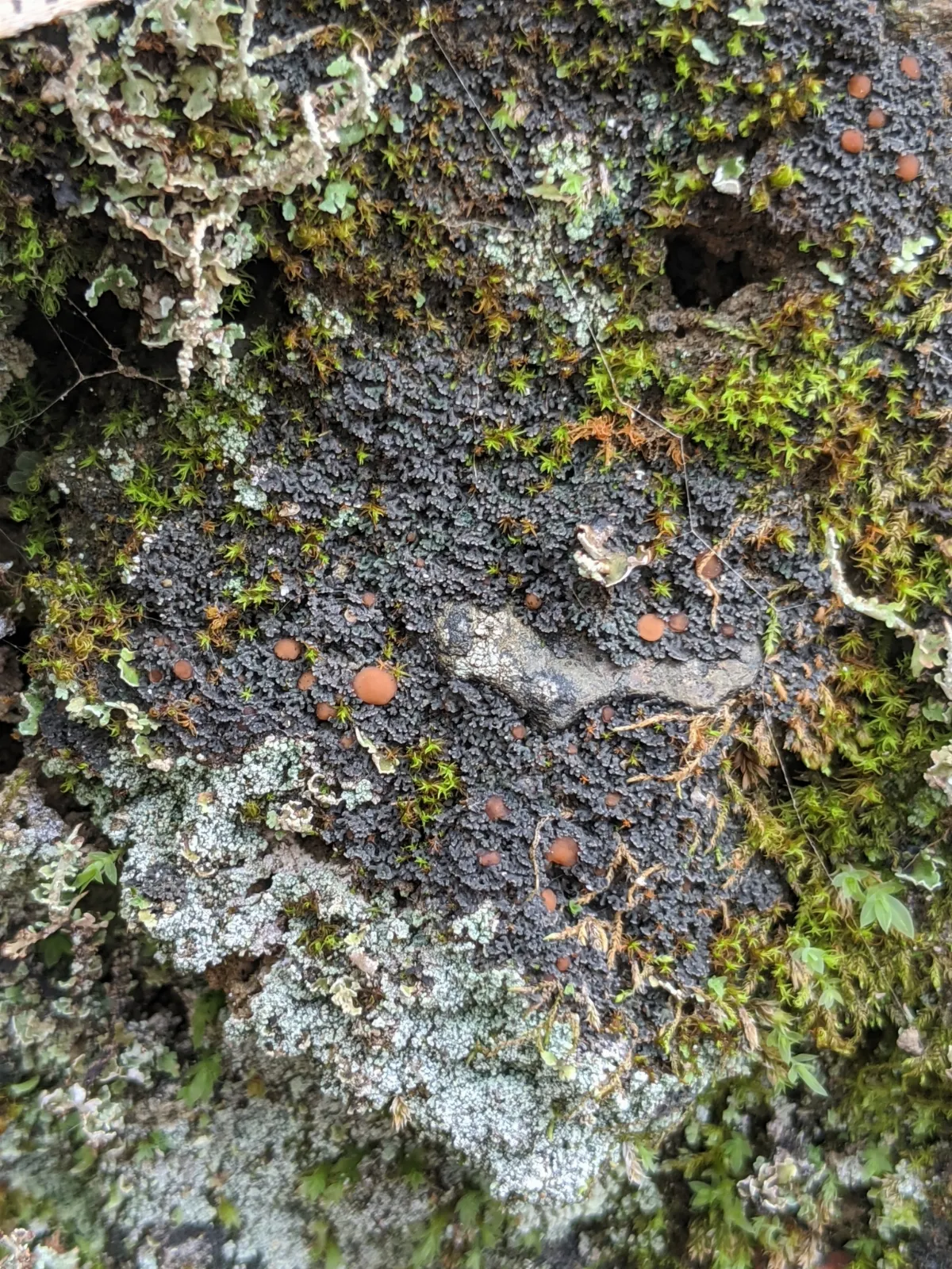 Fuscopannaria coralloidea 58136207