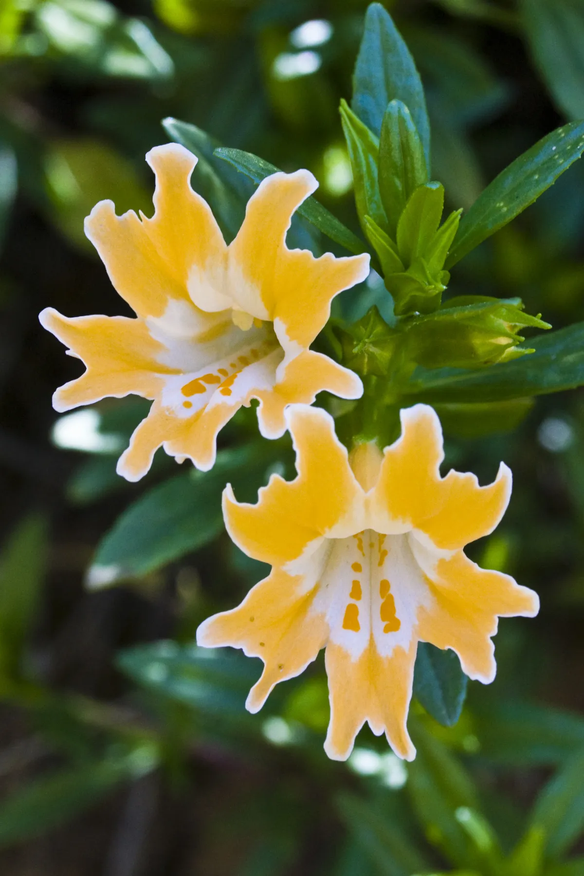 Monterey Monkeyflower imported from iNaturalist photo 116969 on 11 March 2024