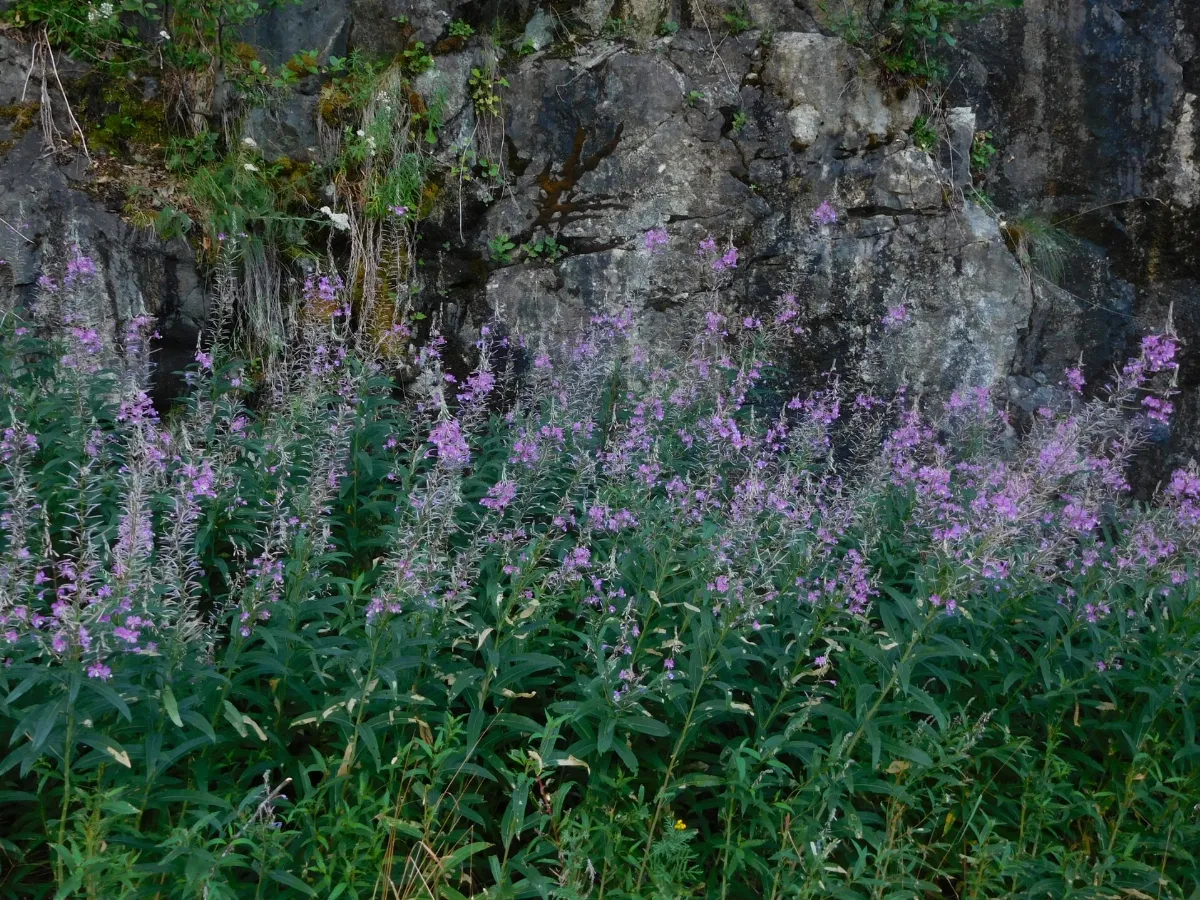 Highway 20 in North Cascades (36917893071)