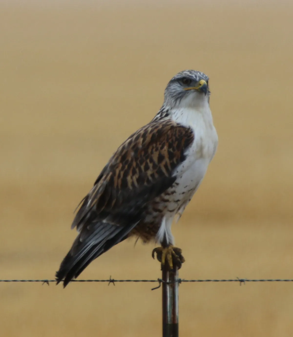 Buteo regalis 453202622