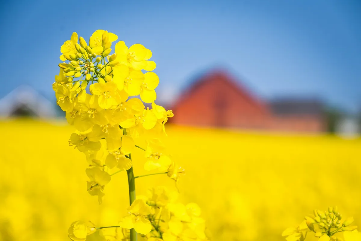 Rapeseed field - Hammenhög, Skåne Län