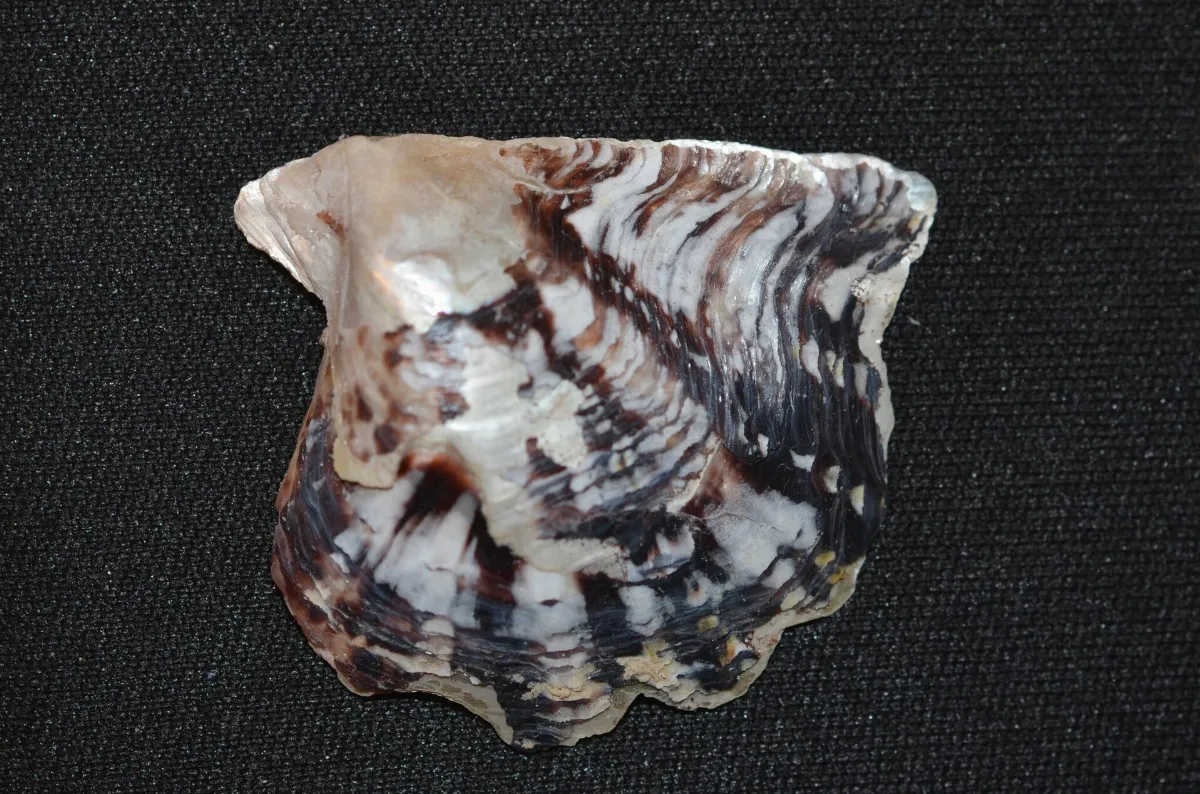 Pinctada imbricata 350123937
