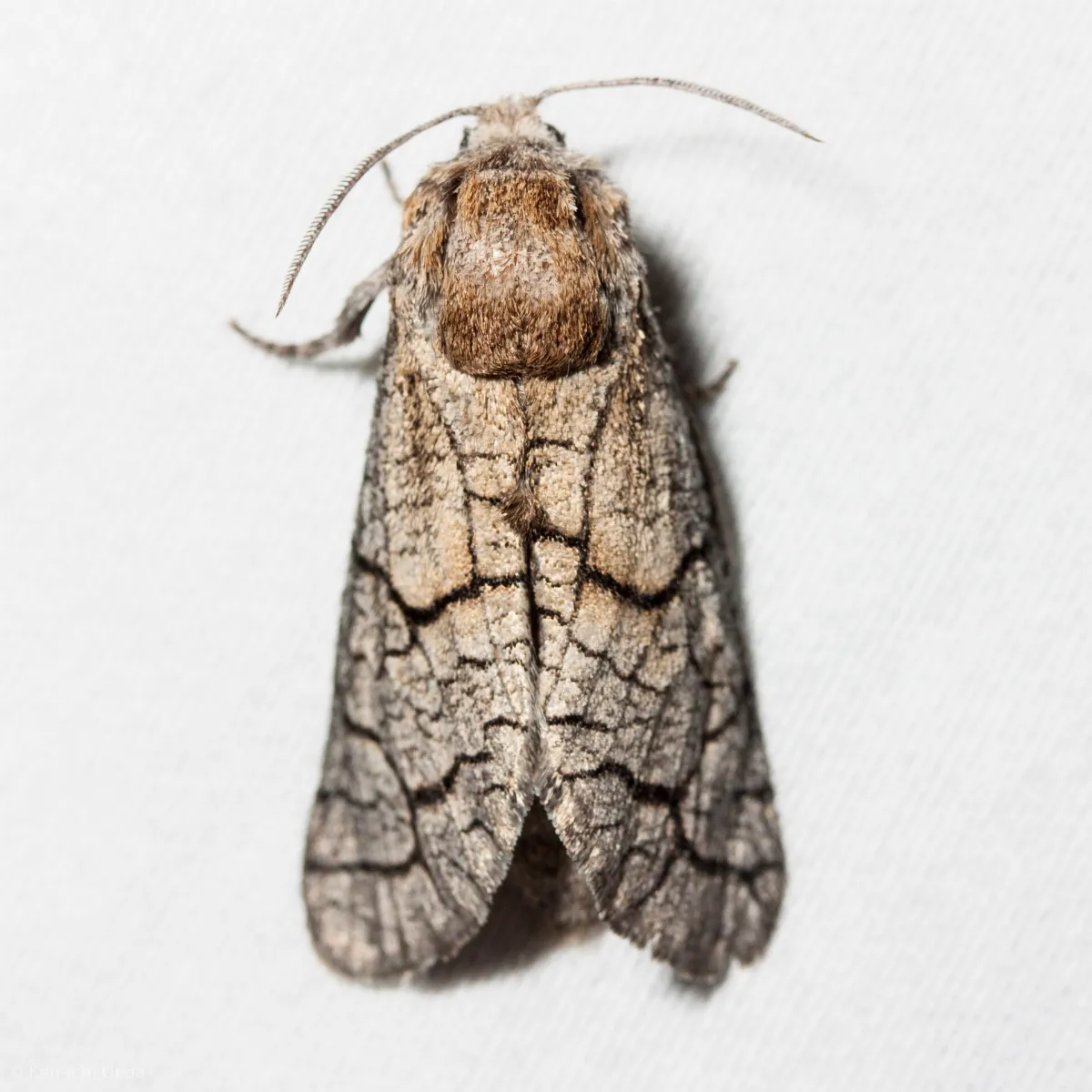 Miacora perplexa 999199