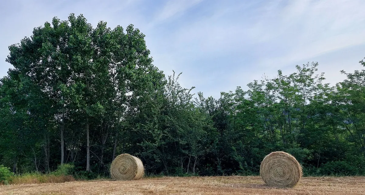 Rulli di paglia in Rosano (Rignano sull'Arno)