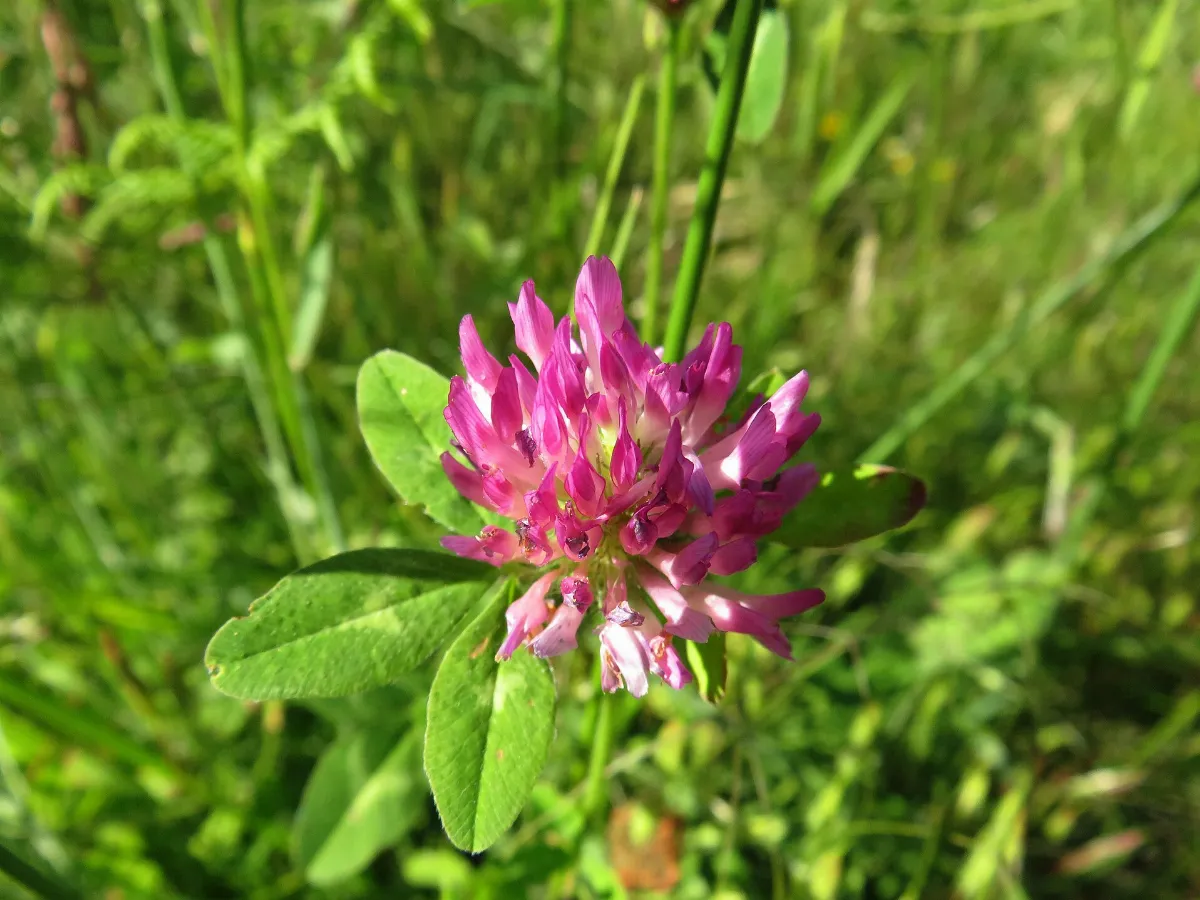 Trifolium trifoglio