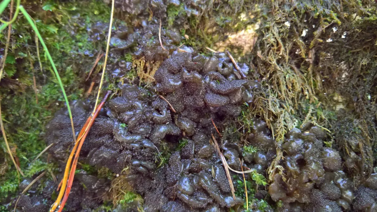 Lathagrium auriforme 230032466