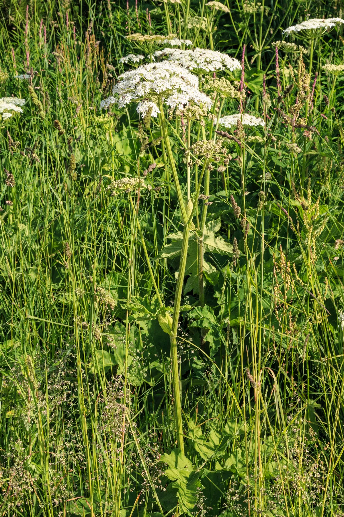 Plants from Lago Coldai 31