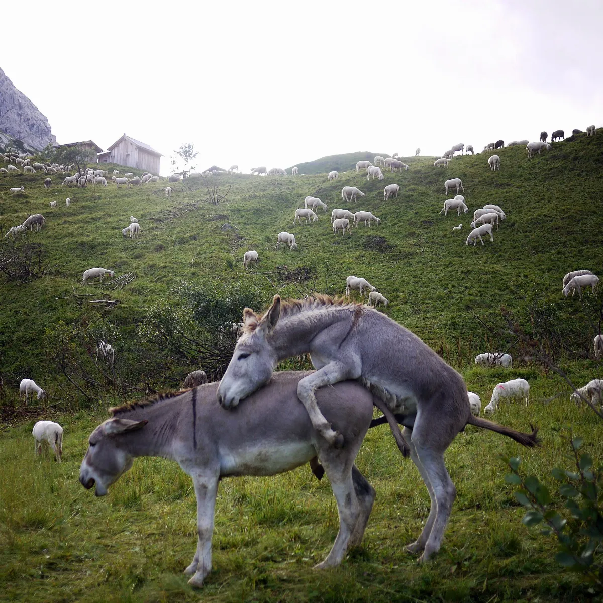 Donkeys mating