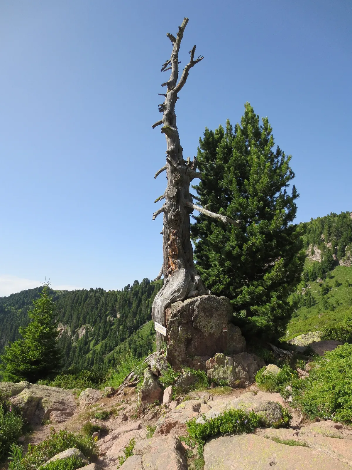 Cirmolo secolare passo Manghen