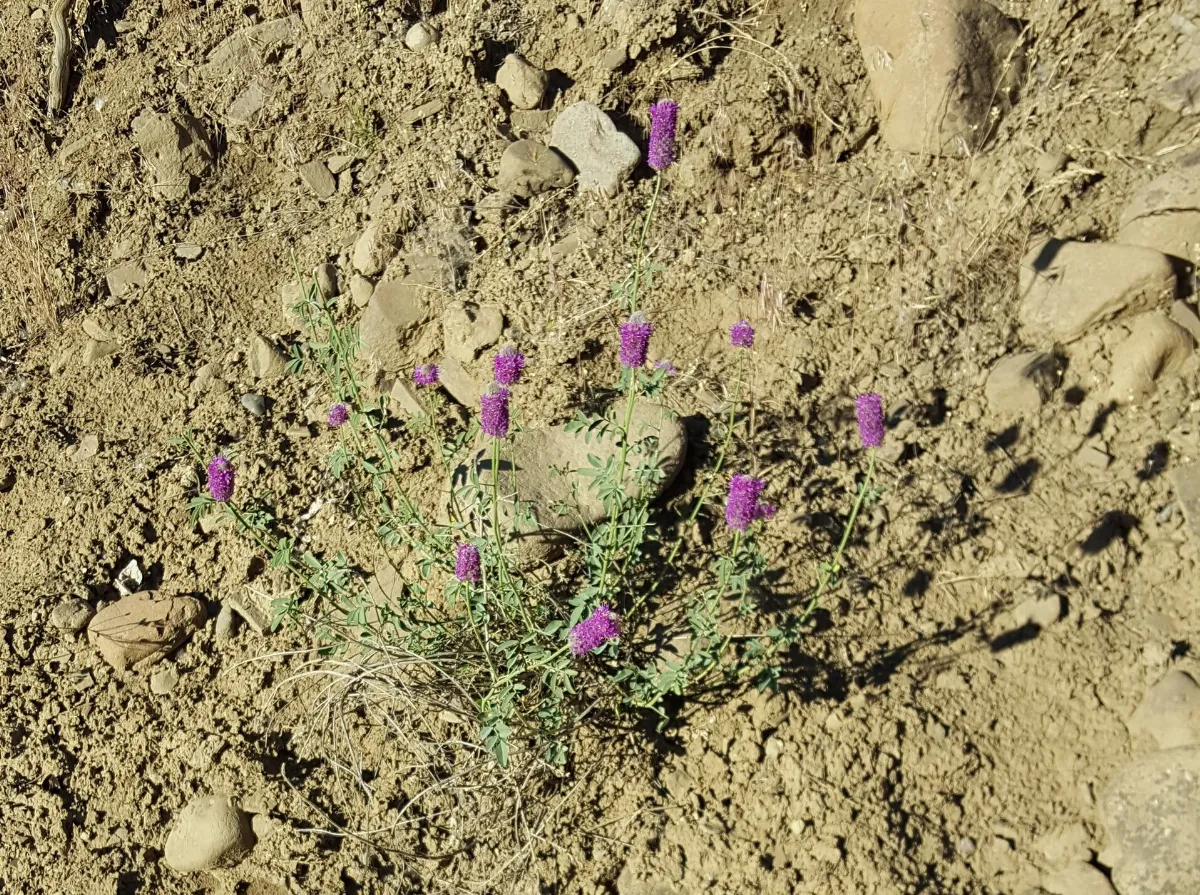 Dalea ornata 7593844