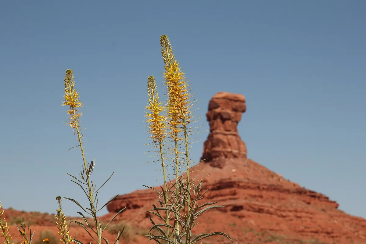 Flowers on Potash Road, Moab
