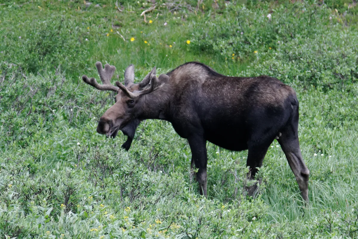 Cameron Pass Moose 3 (6170659703)