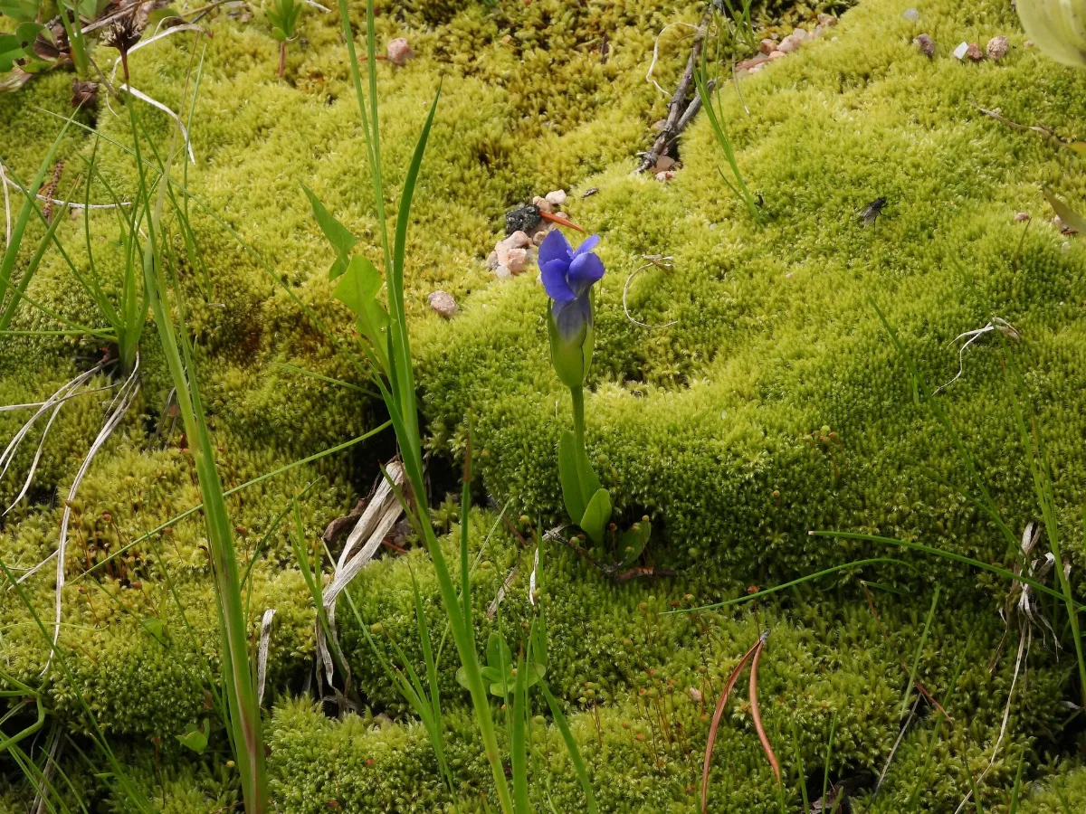Gentianopsis thermalis - Jared Shorma 01