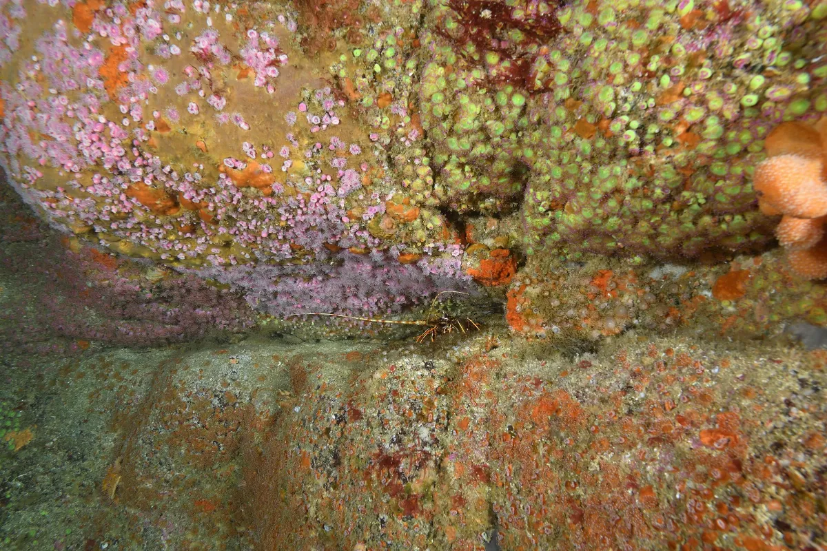Langouste rouge (Palinurus elephas) (Ifremer 00728-84007 - 37206)
