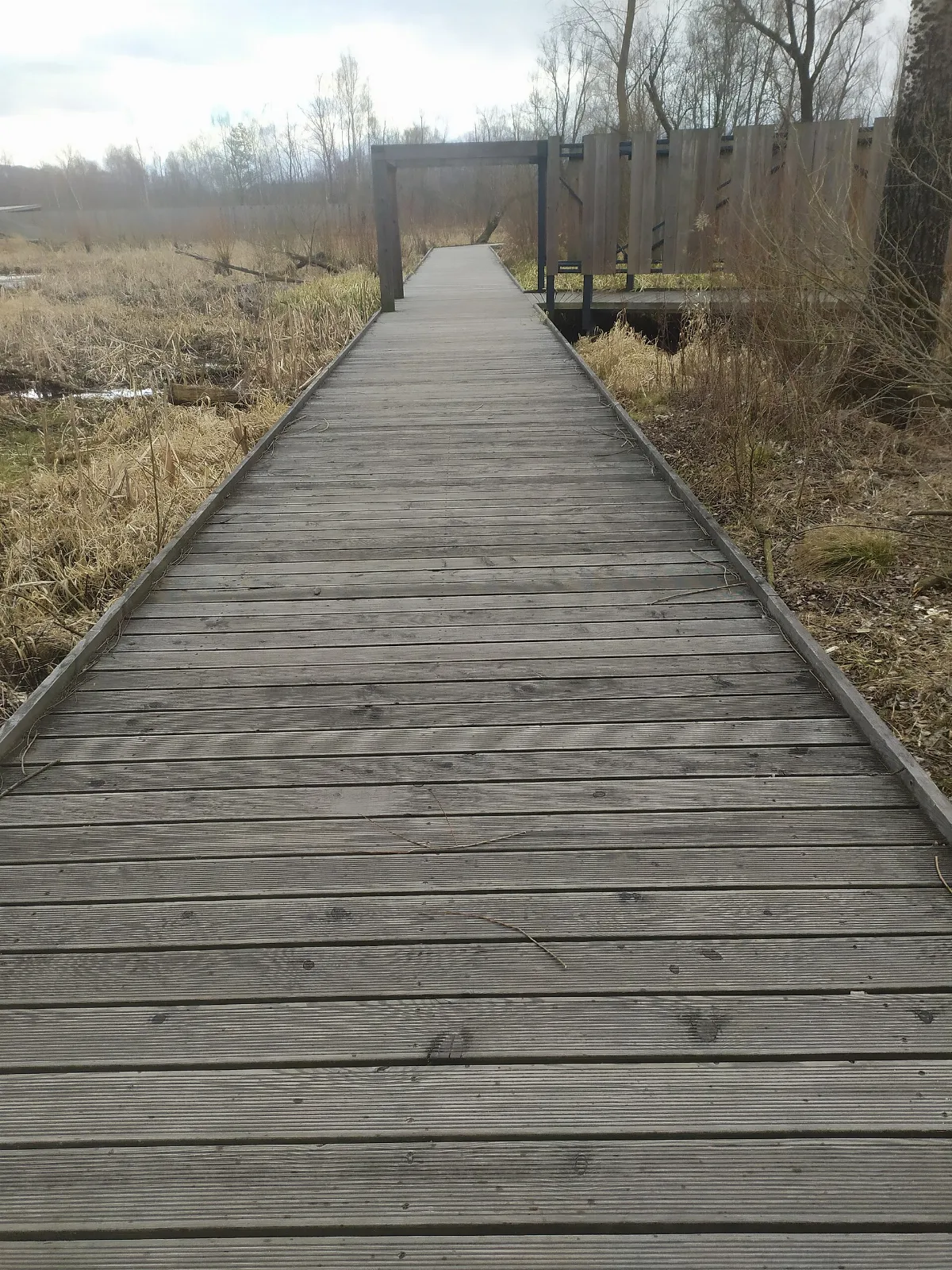 Wooden path in beaver camp, Stary Sącz, Poland