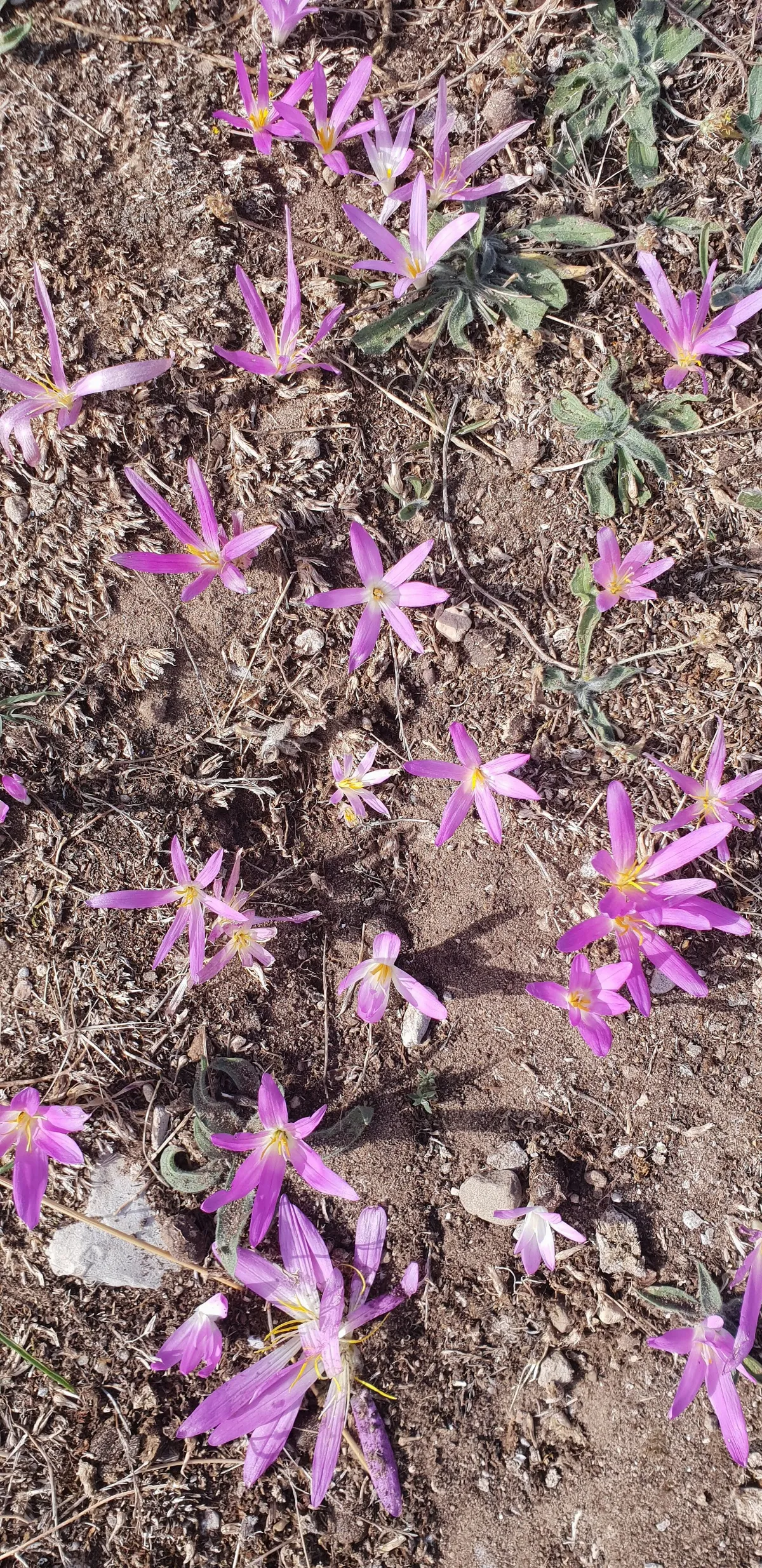 Crocus, Colchicum filifolium, en Viguera
