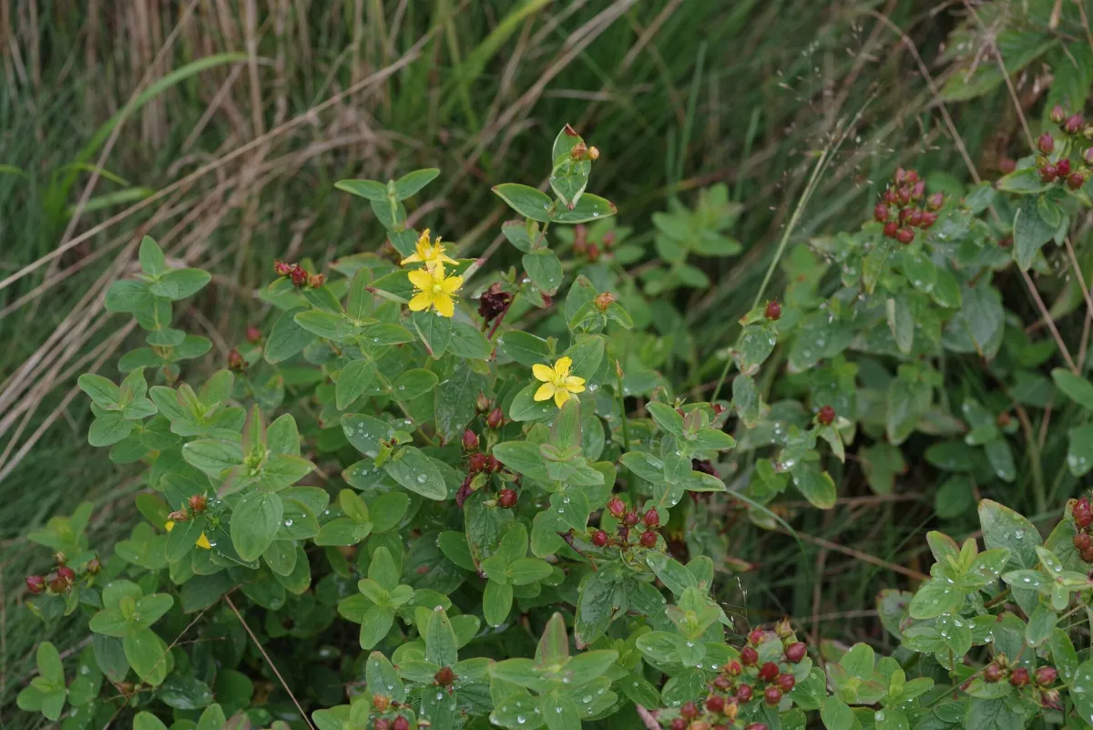 Hypericum mitchellianum 23057282
