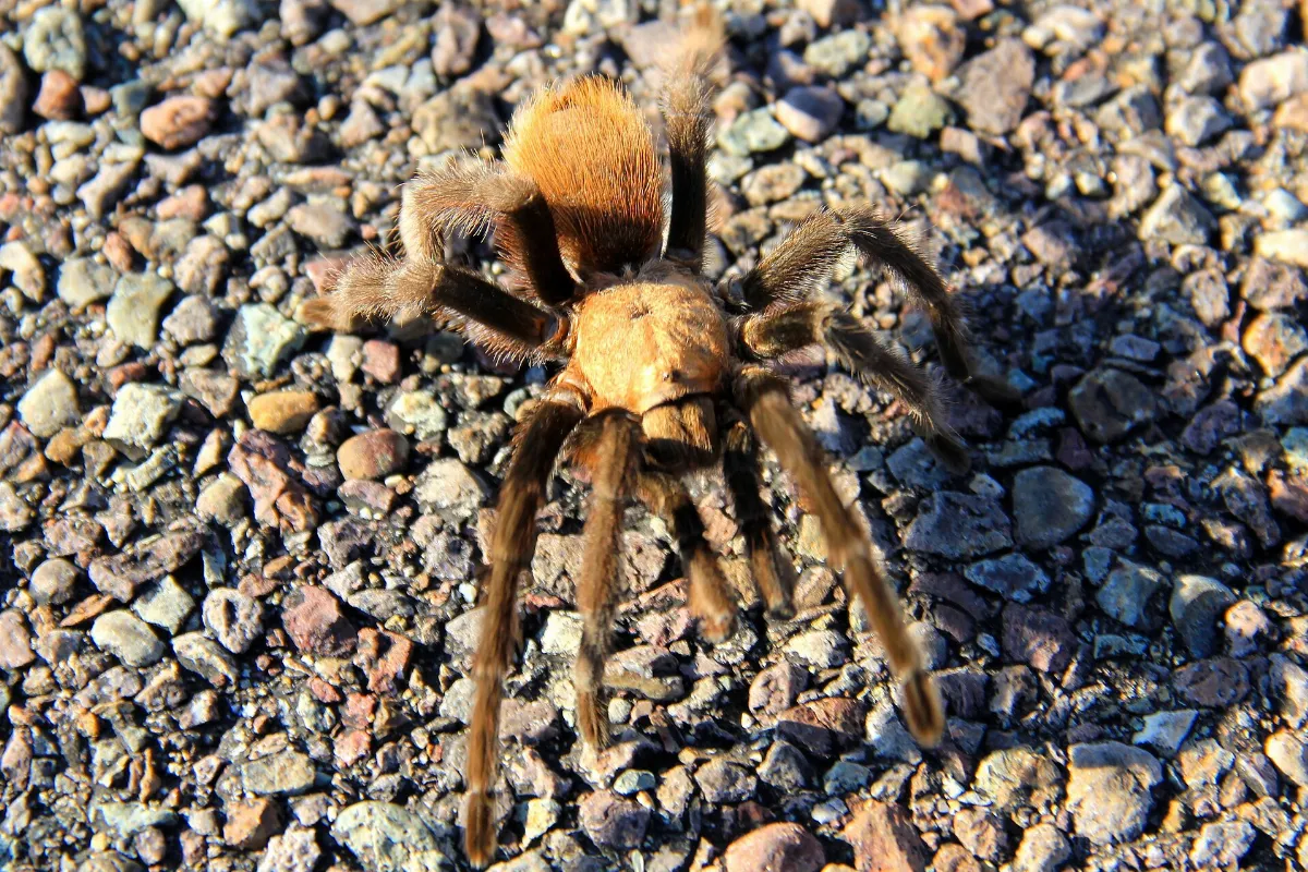 Tarantula, Big Bend National Park (8180036588)