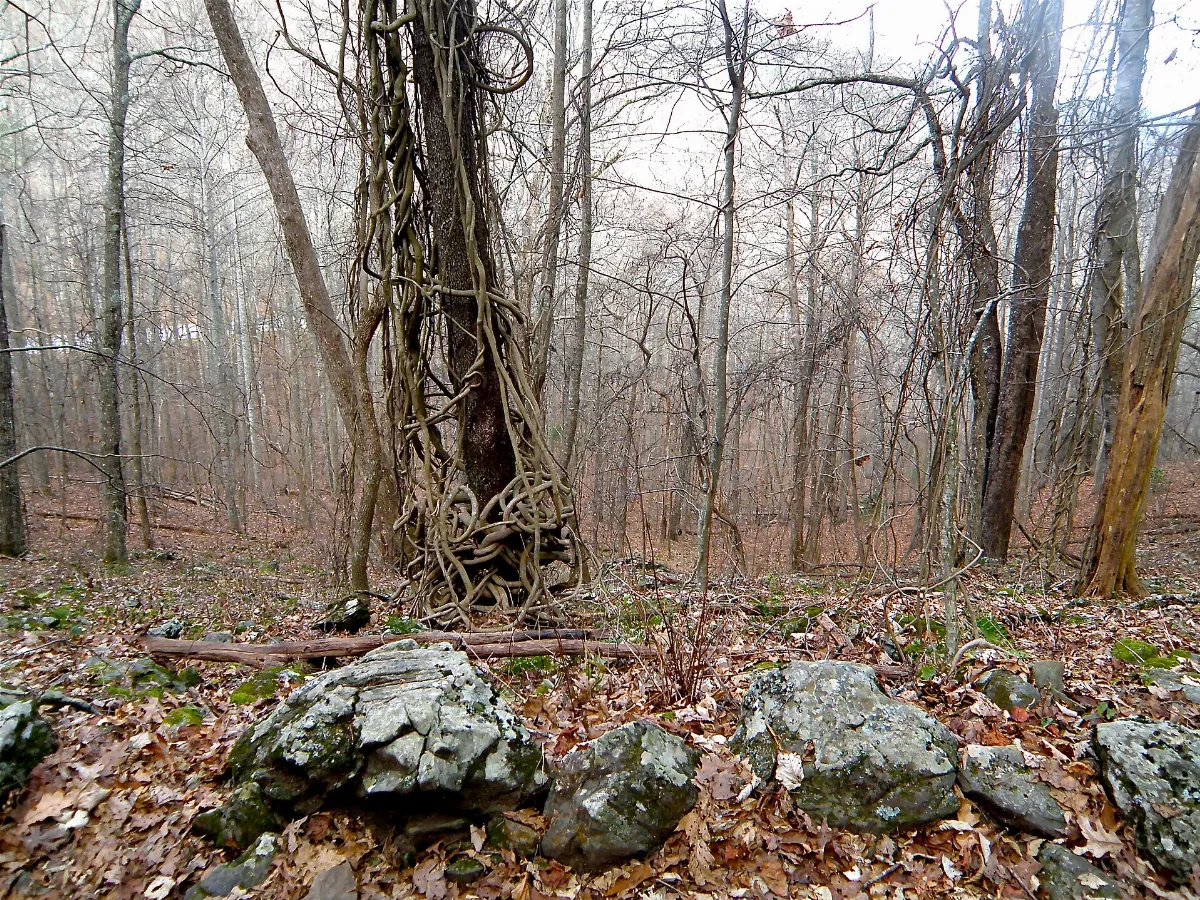 Appalachian Trail North Unicoi Gap - panoramio