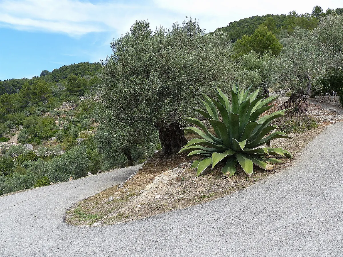 Succulent - panoramio (2)