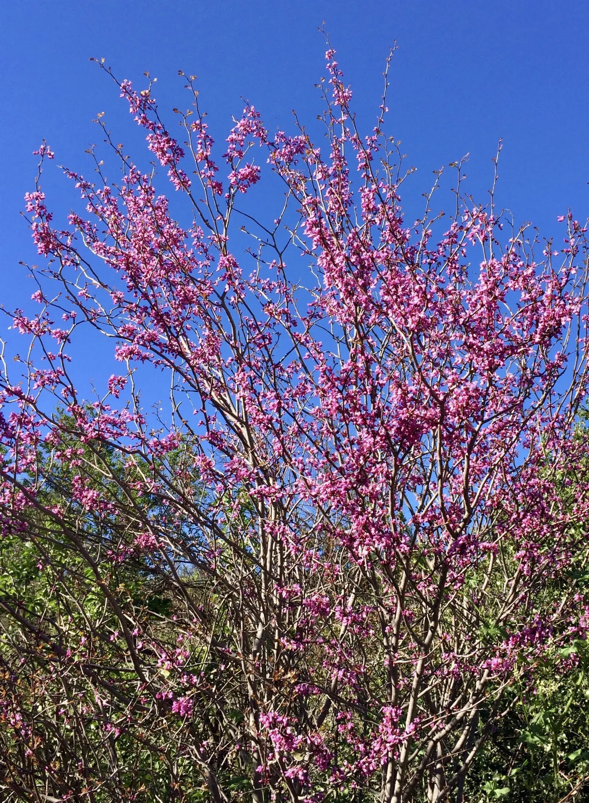 Western Redbud - Cercis occidentalis (33078140510)