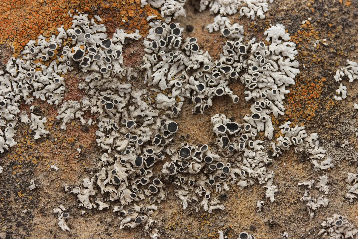 Lichen (28842884637)