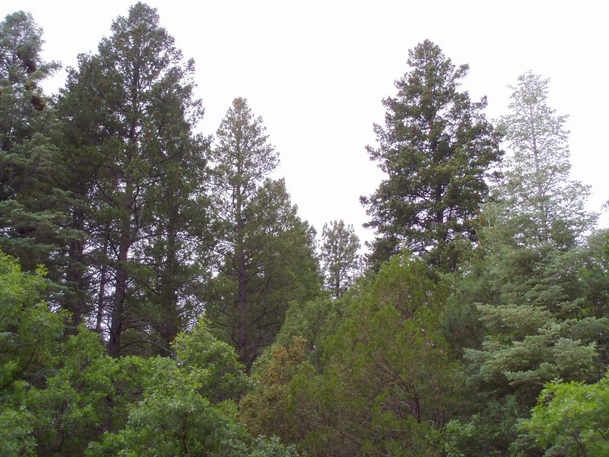 Pseudotsuga menziesii glauca Sandia
