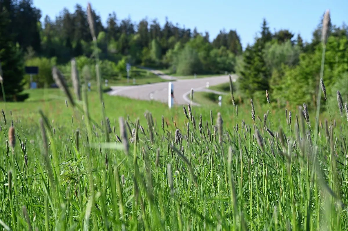 B500 with meadow Black Forest