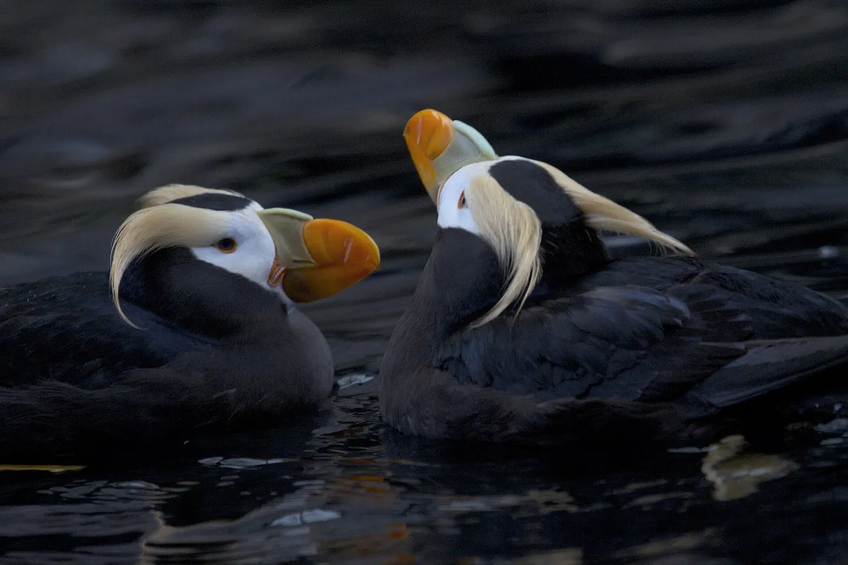 Tufted Puffin (Fratercula cirrhata) (16330773613)