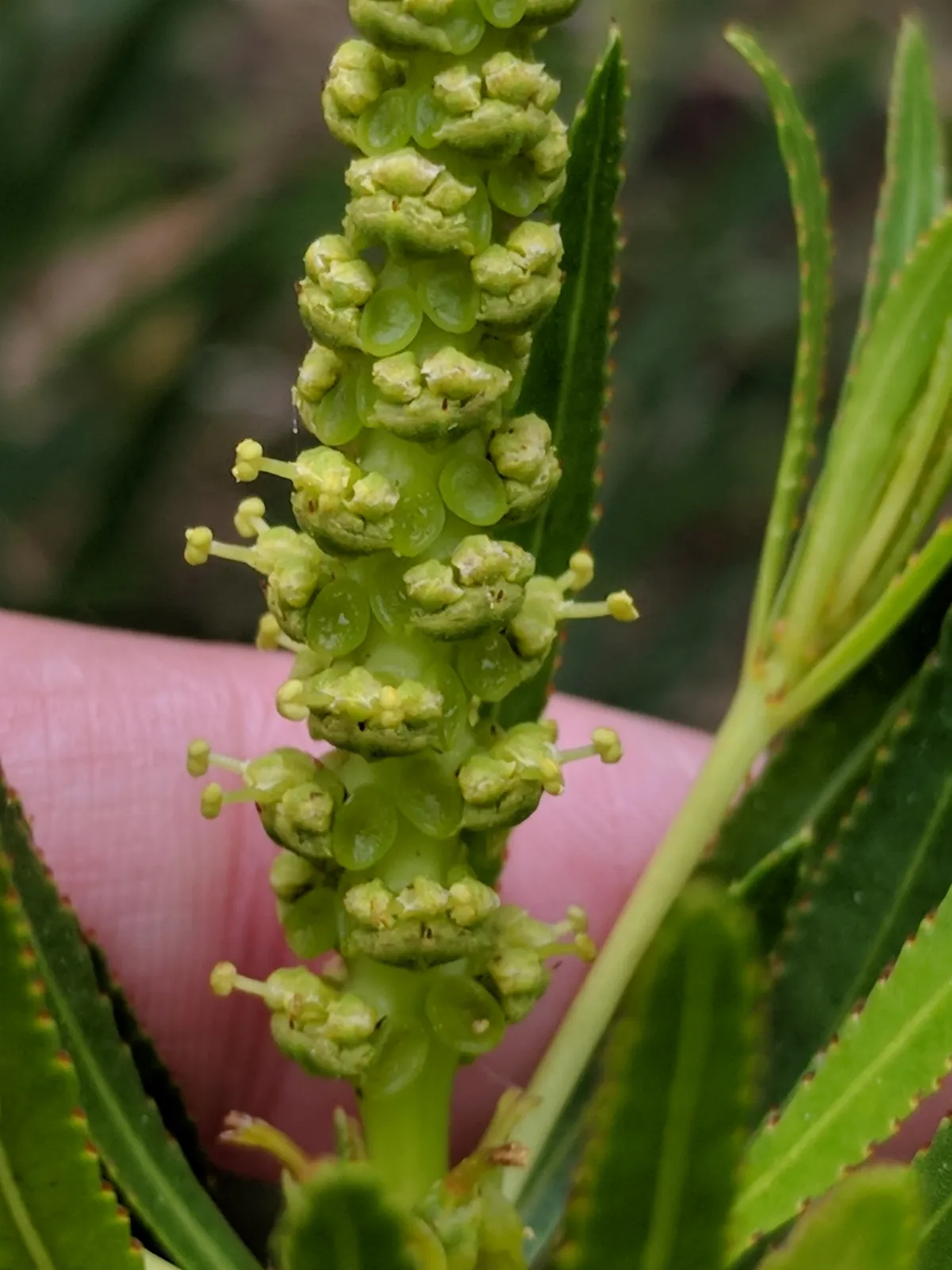 Stillingia texana flowers