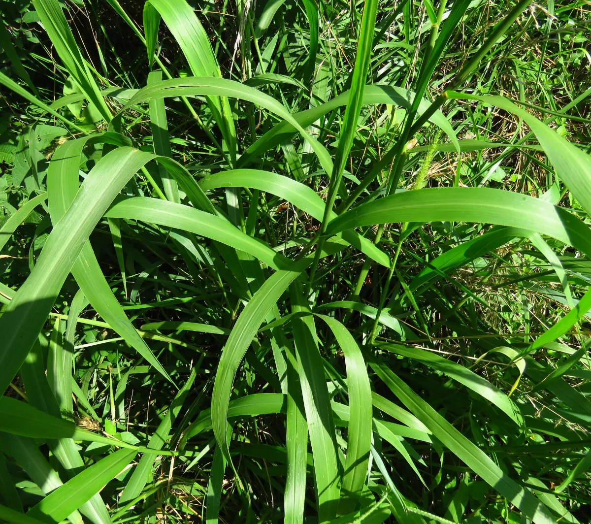 Setaria scheelei 538587868