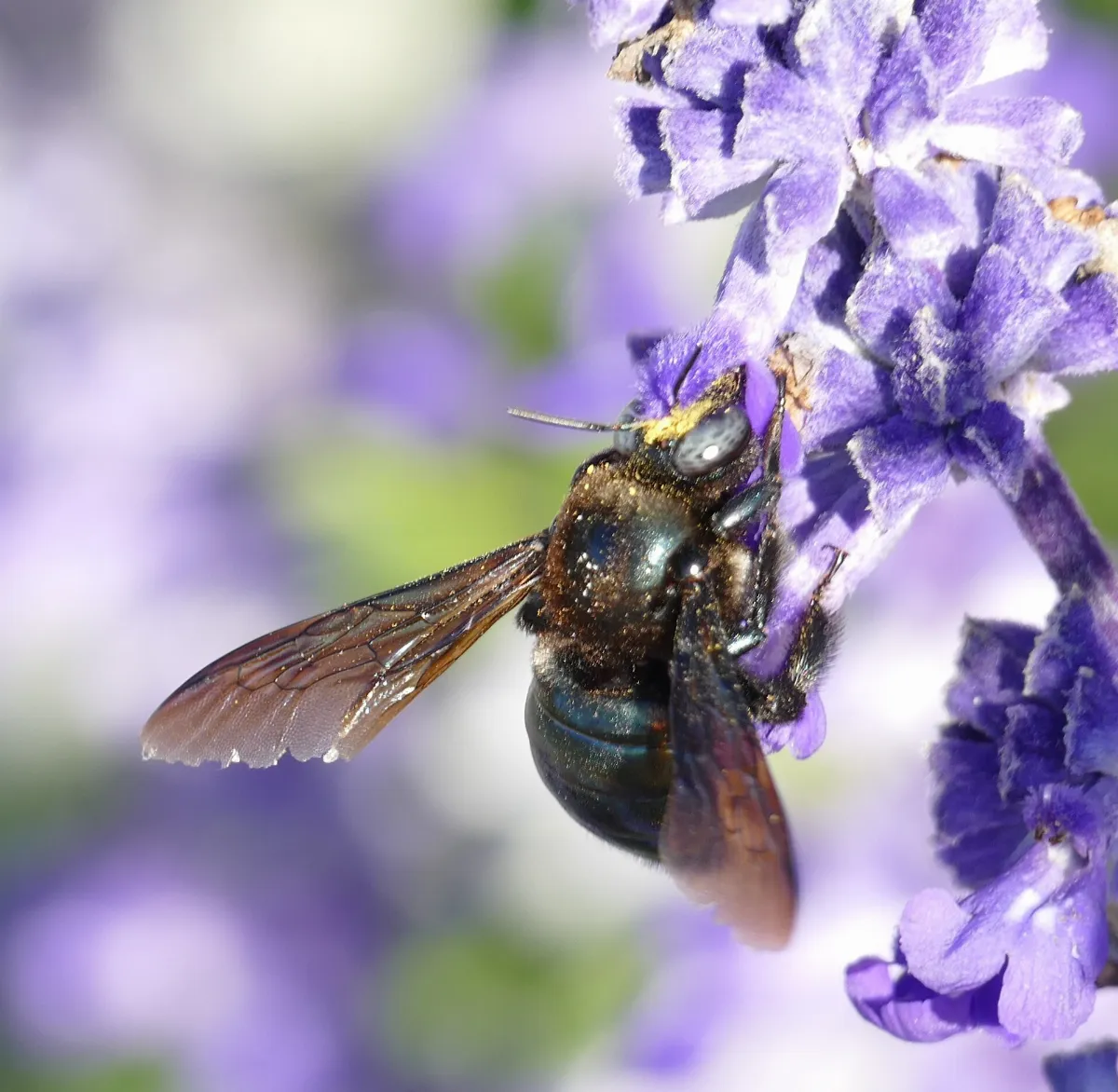 Xylocopa californica arizonensis 255804469