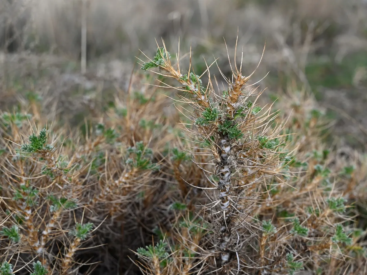 Astragalus nevadensis kz01
