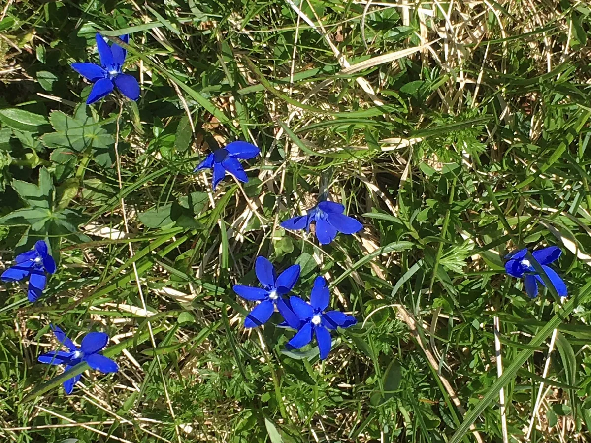 Splügenpass 2016-06 Blumen