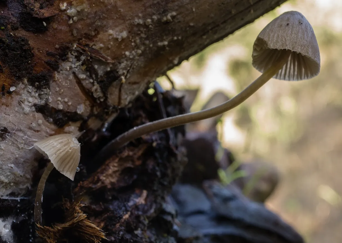 Mycena leptocephala (Pers.) Gillet 715812