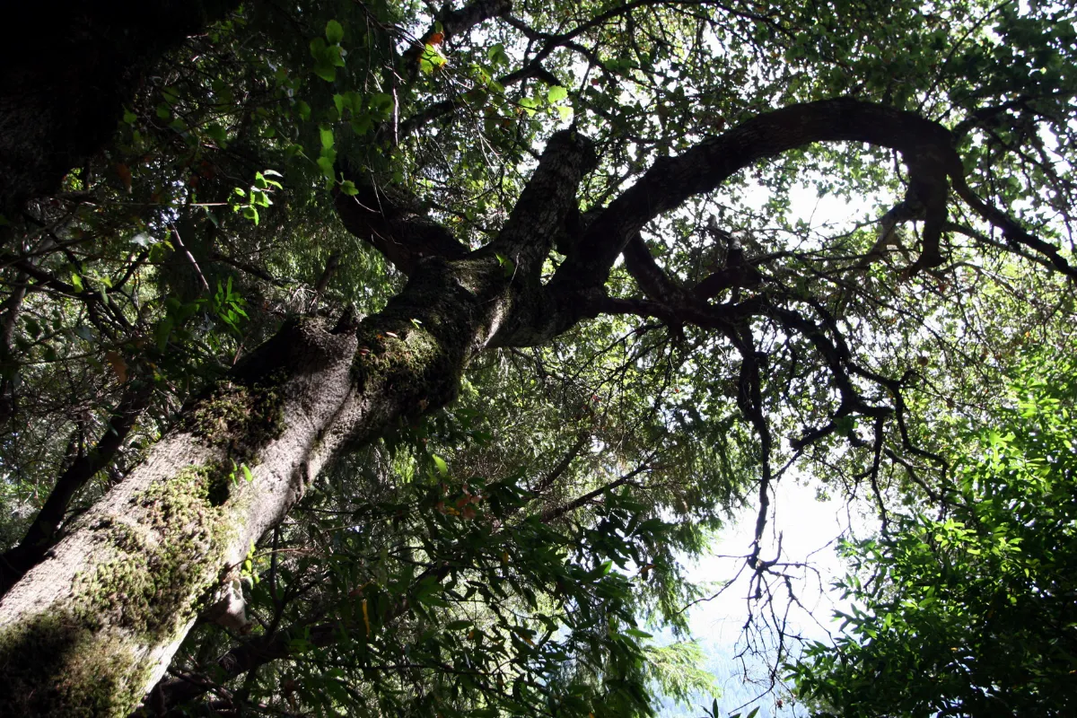 Deer tree - panoramio