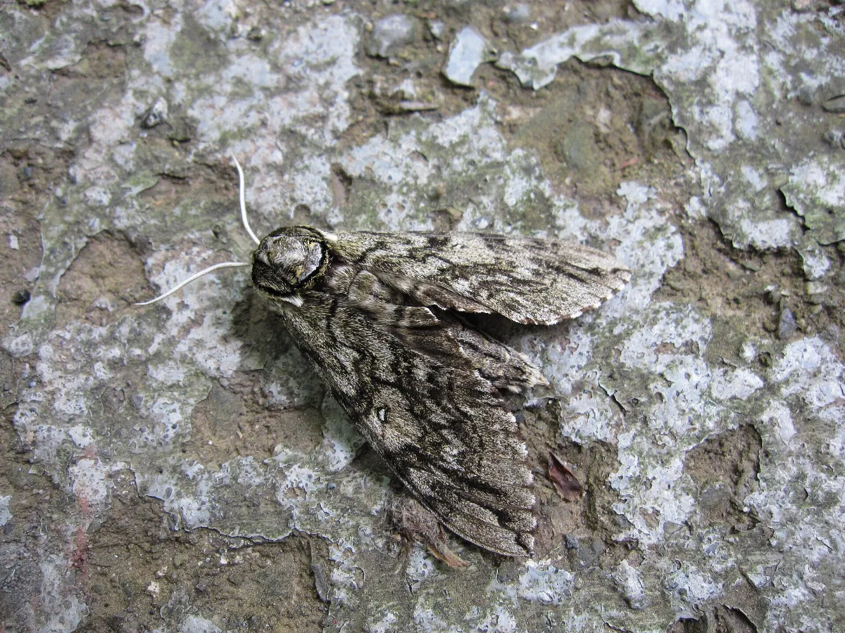Ceratomia undulosa (6303435099)