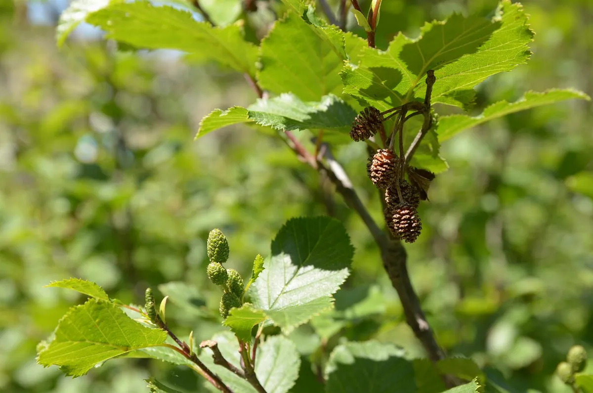 Alnus viridis fruits