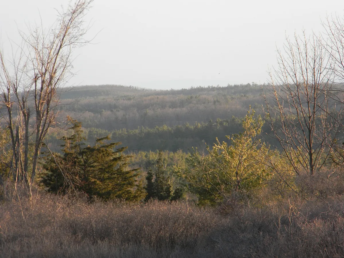 Woods from Taconic State Parkway - panoramio