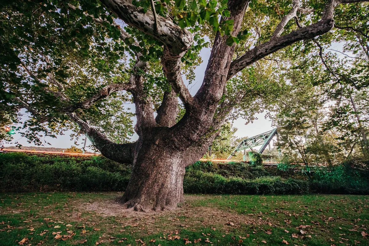 Pinchot Sycamore-2